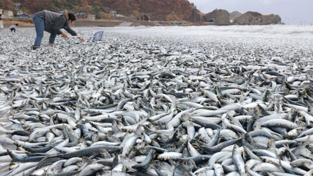 Peces muertos Japón 07-12-2023