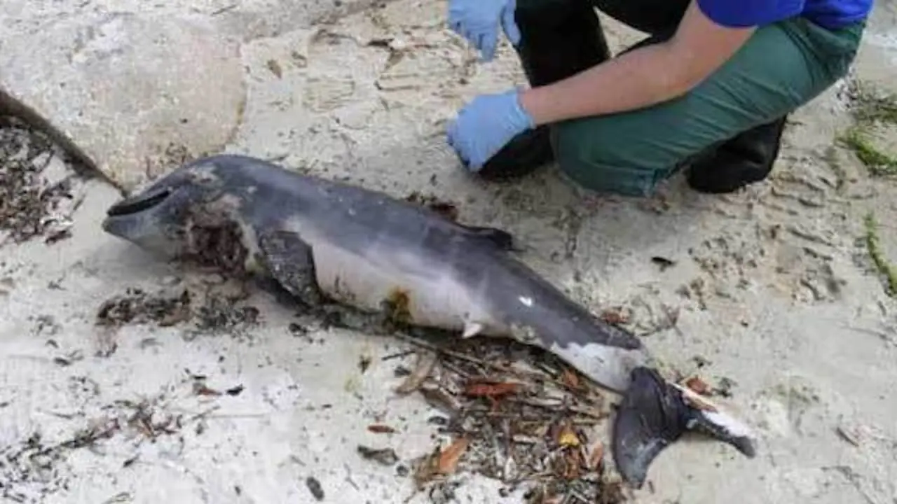 delfin-bebe-muerto