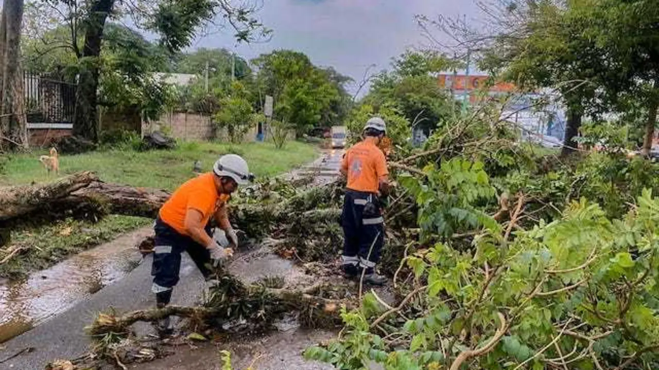 árboles caídos tormenta fuerte 28-05-2024