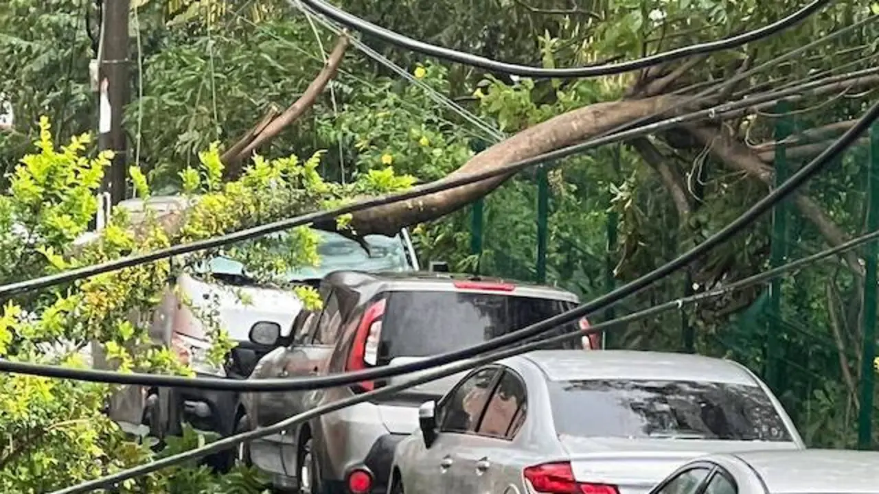 Árbol caído Las Nubes Antiguo Cuscatlán 15-07-2024