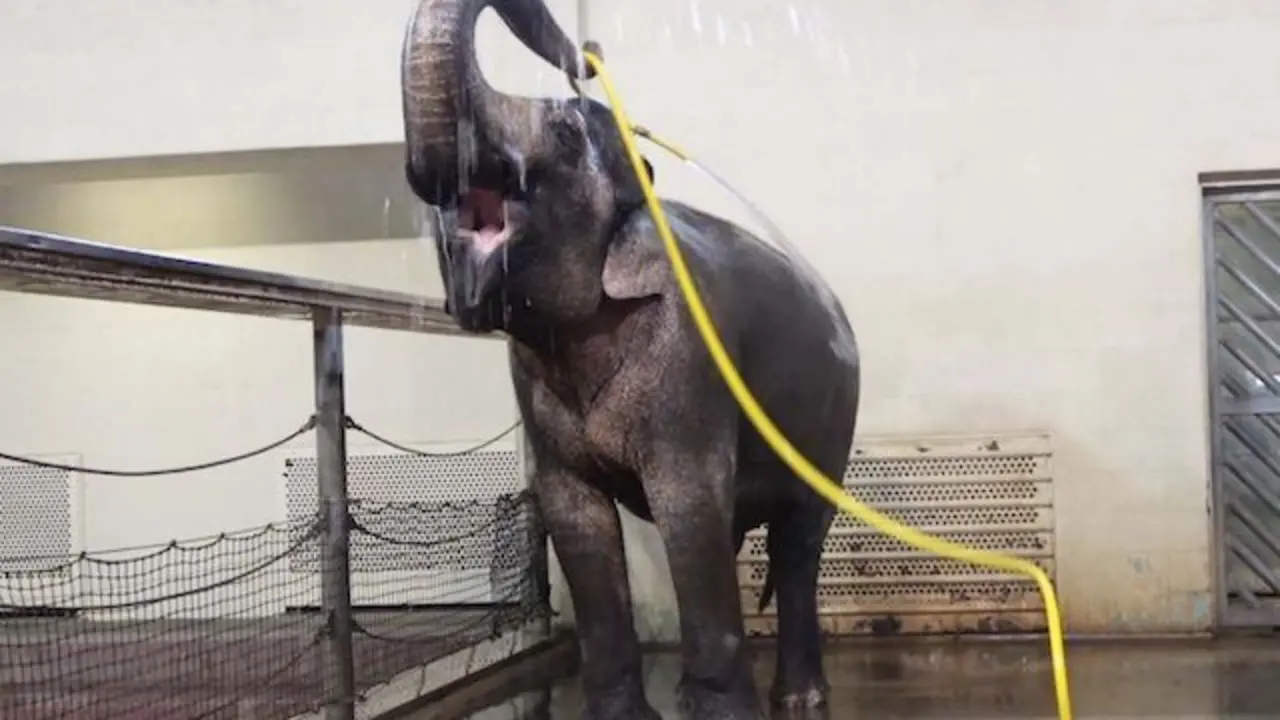 Elefanta Mary Alemania