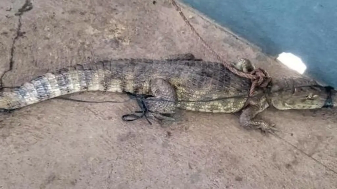 Lagarto Puerto Parada Usulután 13-11-2024