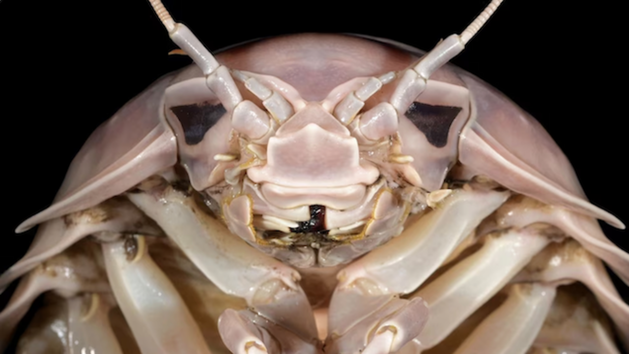 Darth Vader isópodo recién descubierto 1