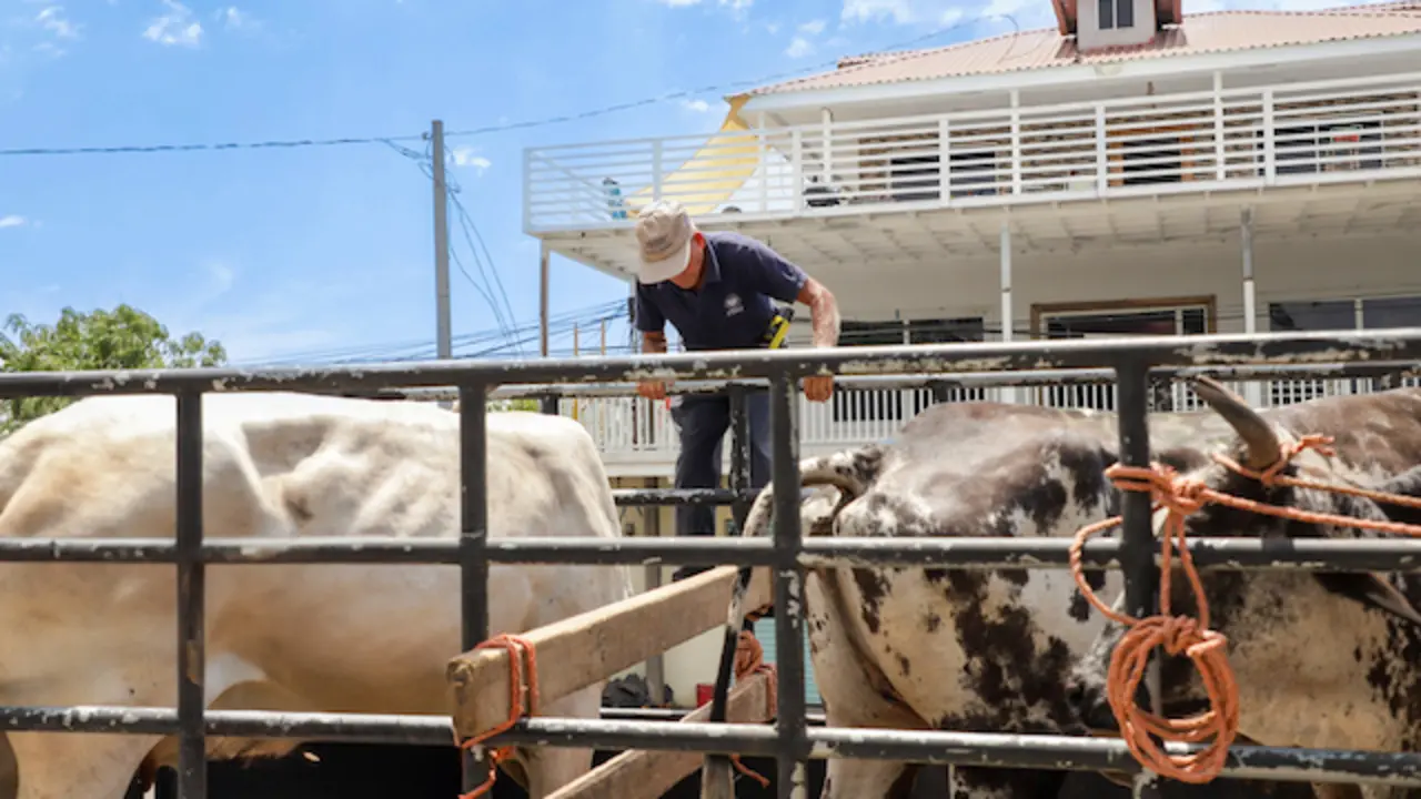 Refuerzan puntos de control en Usulután para evitar la proliferación del gusano barrenador-1
