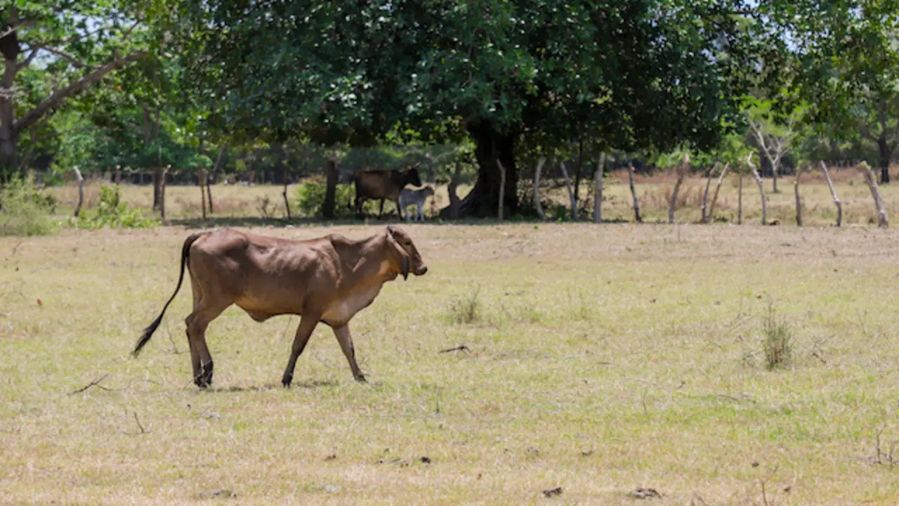 Prevención y curación del gusano barrenador_