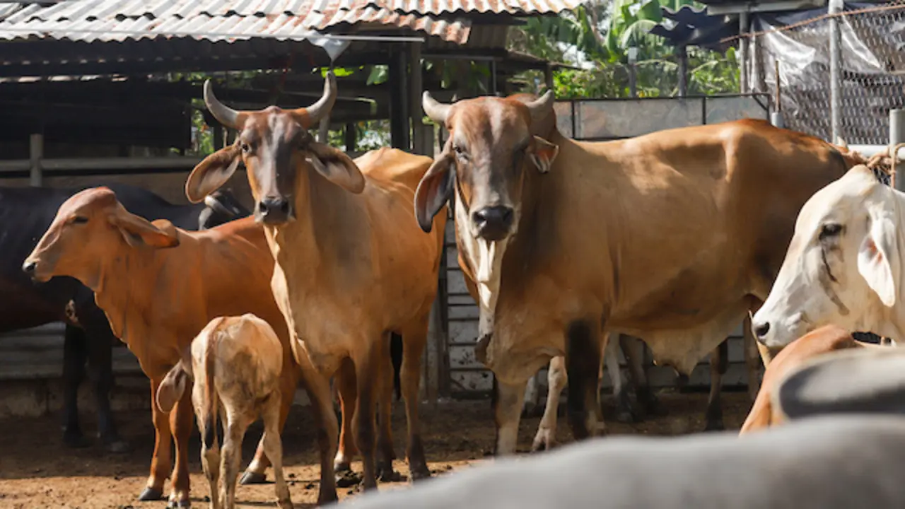 Ganado y mascotas desparasitación MAG