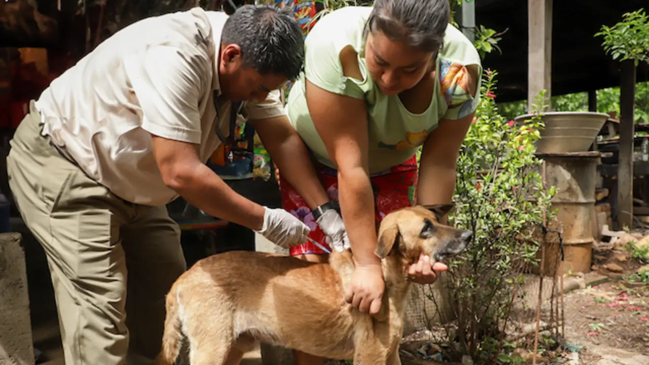 El MAG continúa combatiendo el gusano barrenador con prevención y curación a nivel nacional