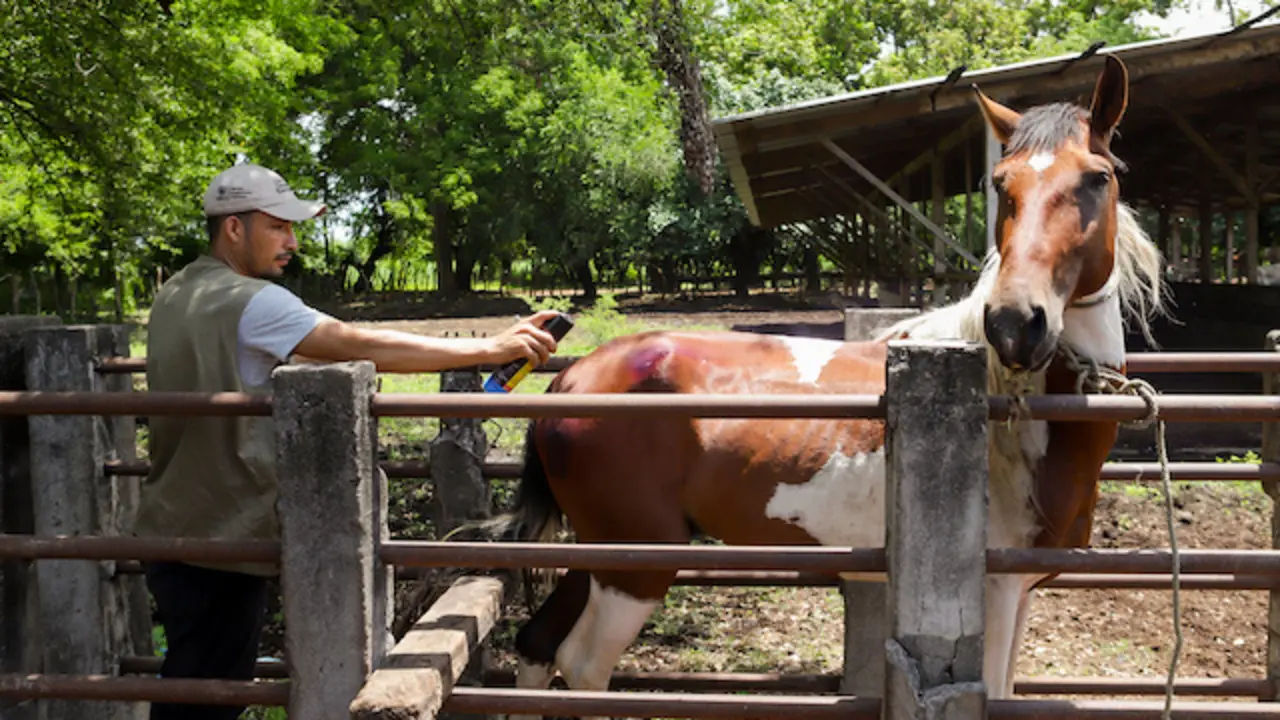 Zonas atendidas para fortalecer la salud animal ante el gusano barrenador