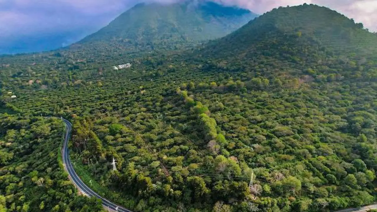 Cafetales El Salvador