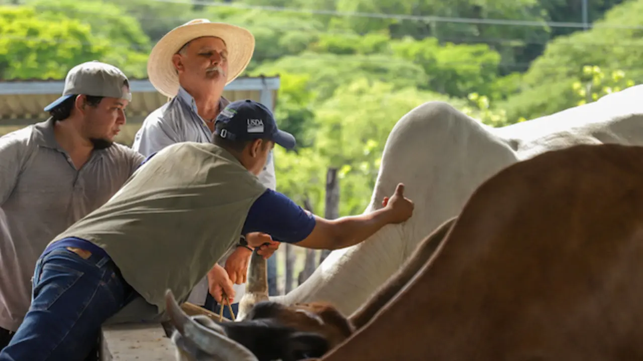 El MAG despliega brigadas veterinarias en chalatenango para combatir el gusano barrenador