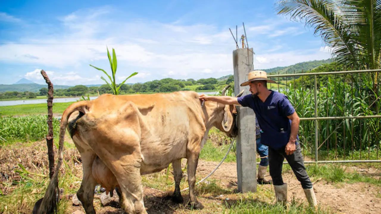 Ganaderos de nuevo Edén de San Juan toman medidas para el control y la prevención del gusano barrenador_