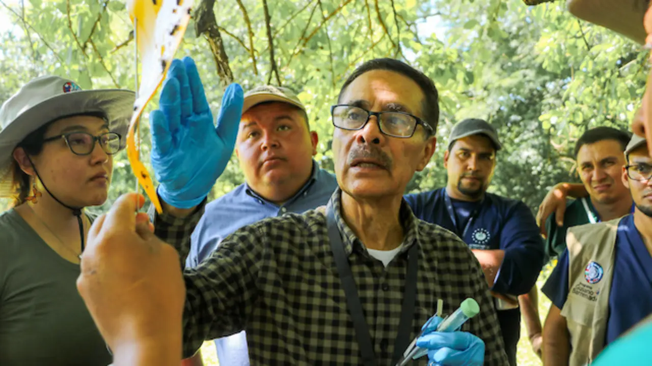 Trampeo de mosca Gusano Barrenador