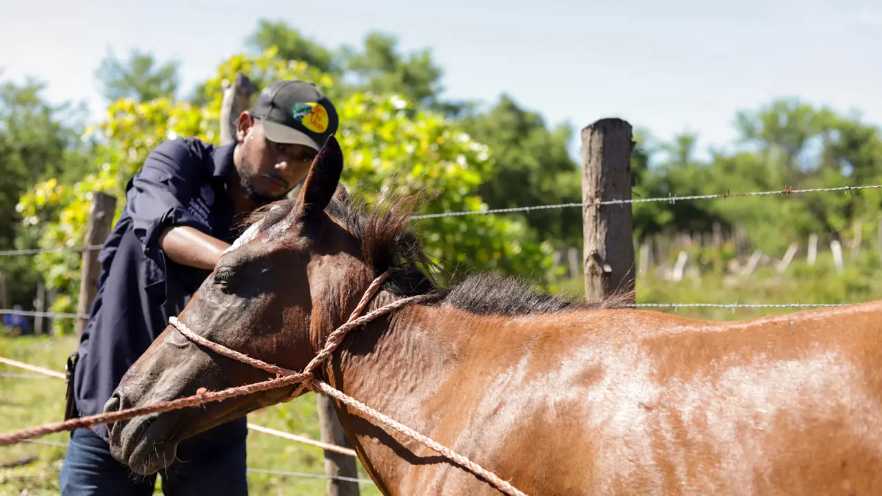 Brigadas veterinarias isla Tasajera gusano barrenador MAG