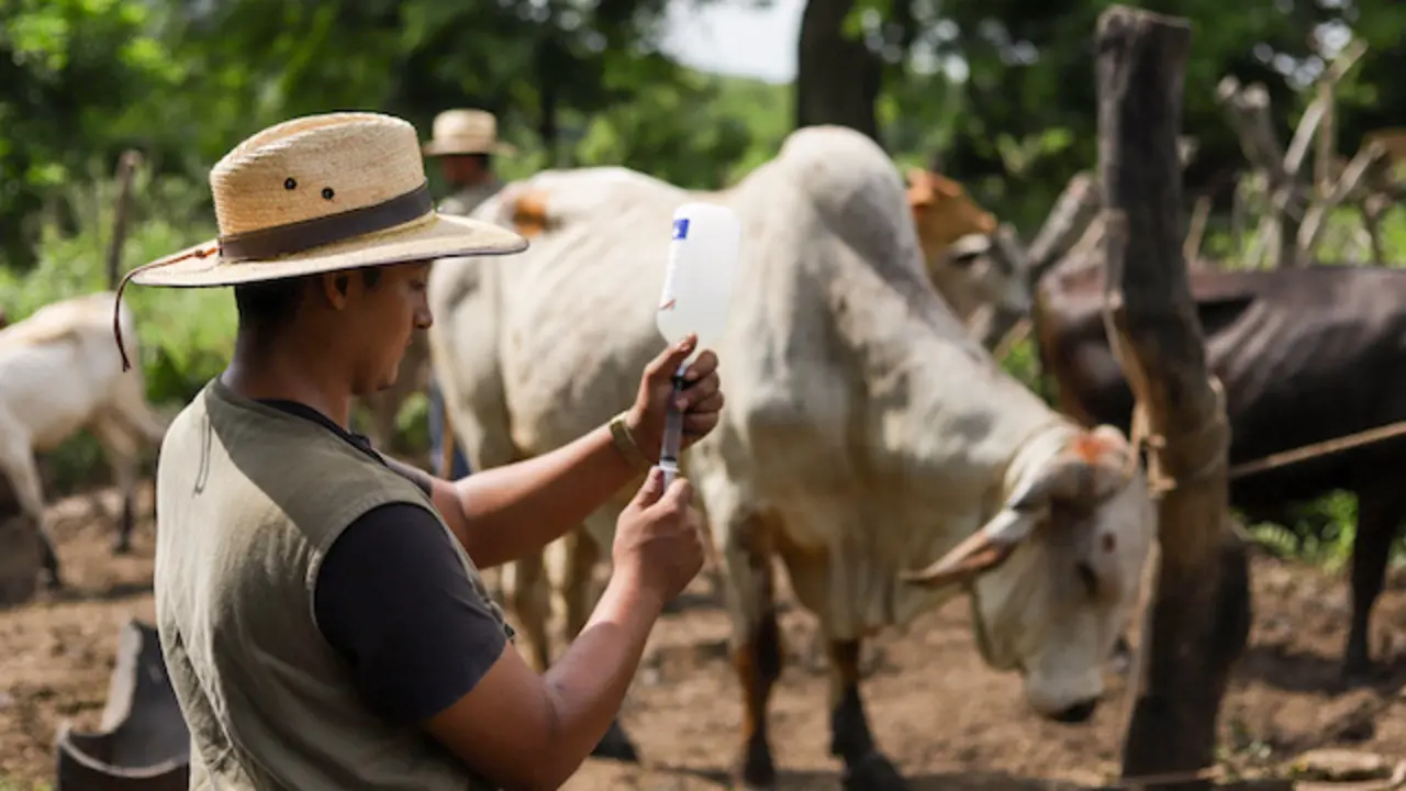 Ganaderos de El Paisnal reciben apoyo ante la presencia del gusano barrenador_