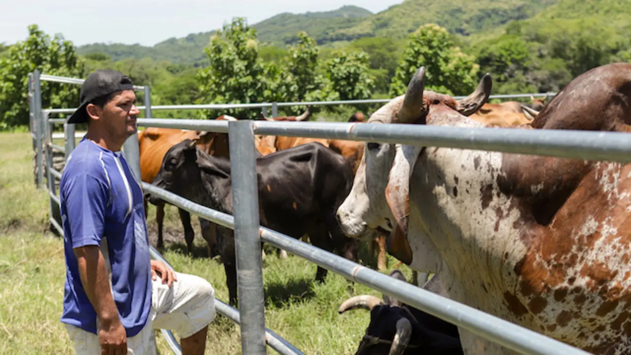 MAG gusano barrenador Nueva Concepción ganado