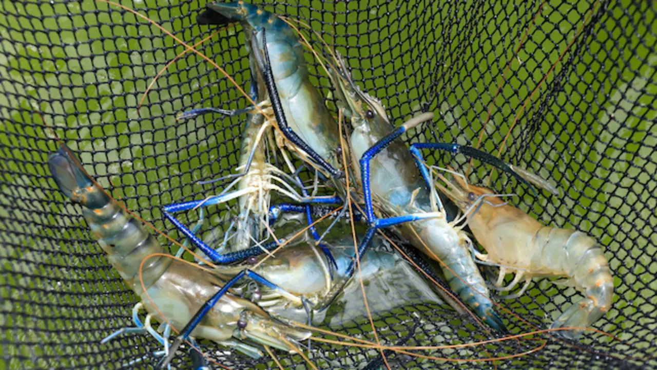 Camarón agua dulce