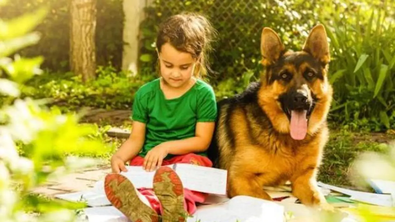 Pastor Alemán niña
