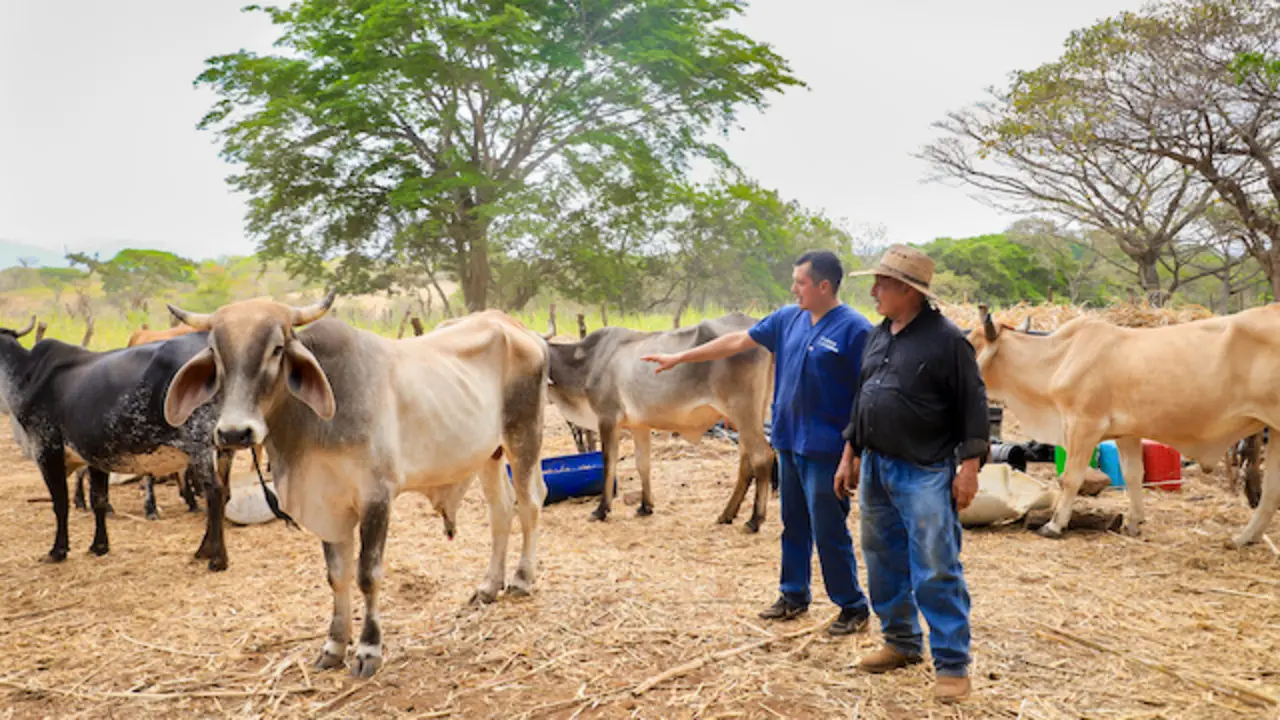 MAG Gusano Barrenador 1