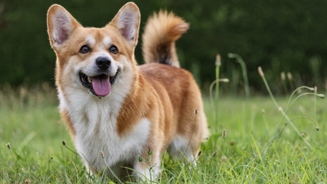 Corgi
