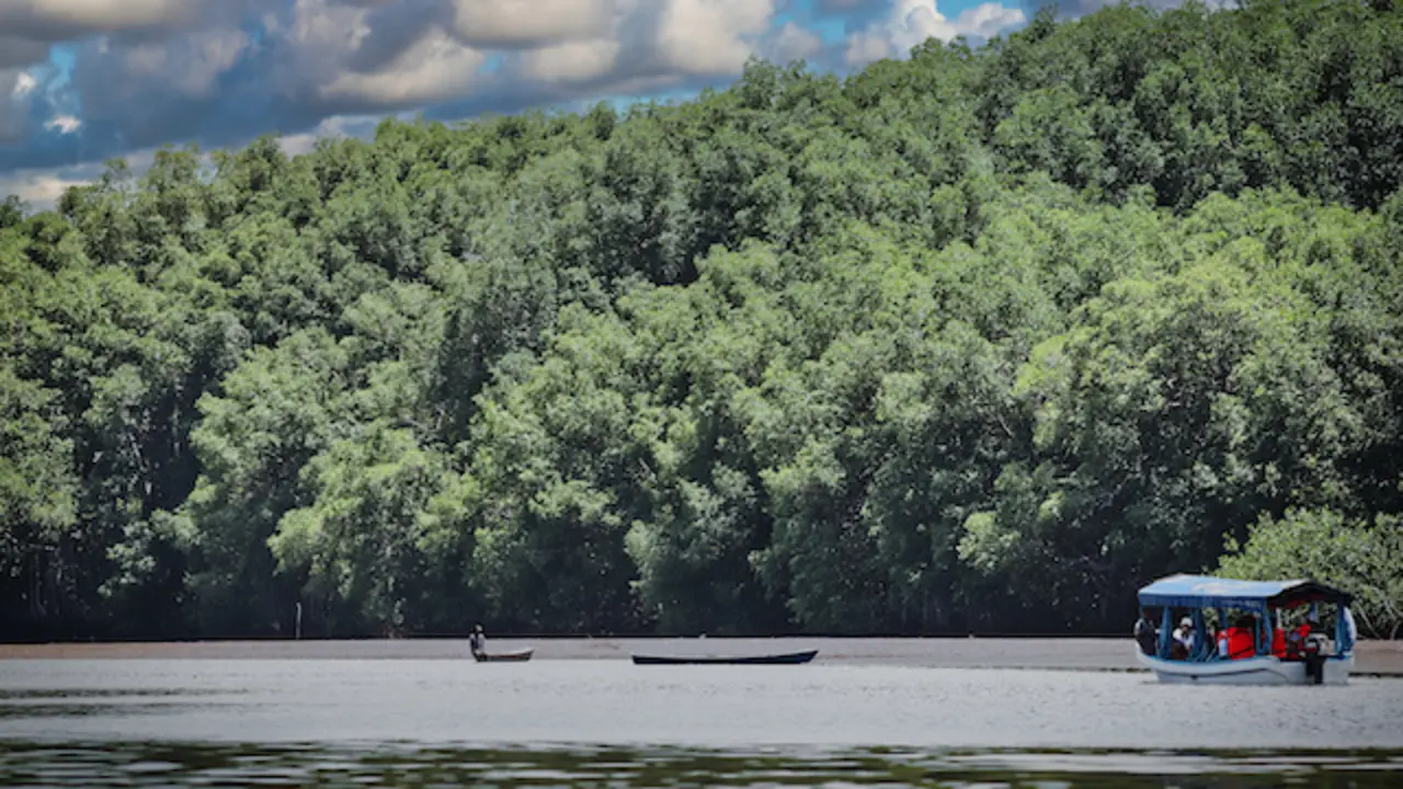 Visita al Manglar restaurado en la Barra de Santiago por parte de Davivienda Seguros, pasando por avistamiento de Cocodrilos en el Cana El Zapatero, en Ahuachapan, El Salvador, el 25 de julio de 2025.
Foto Banco Davivienda/ Salvador Melendez