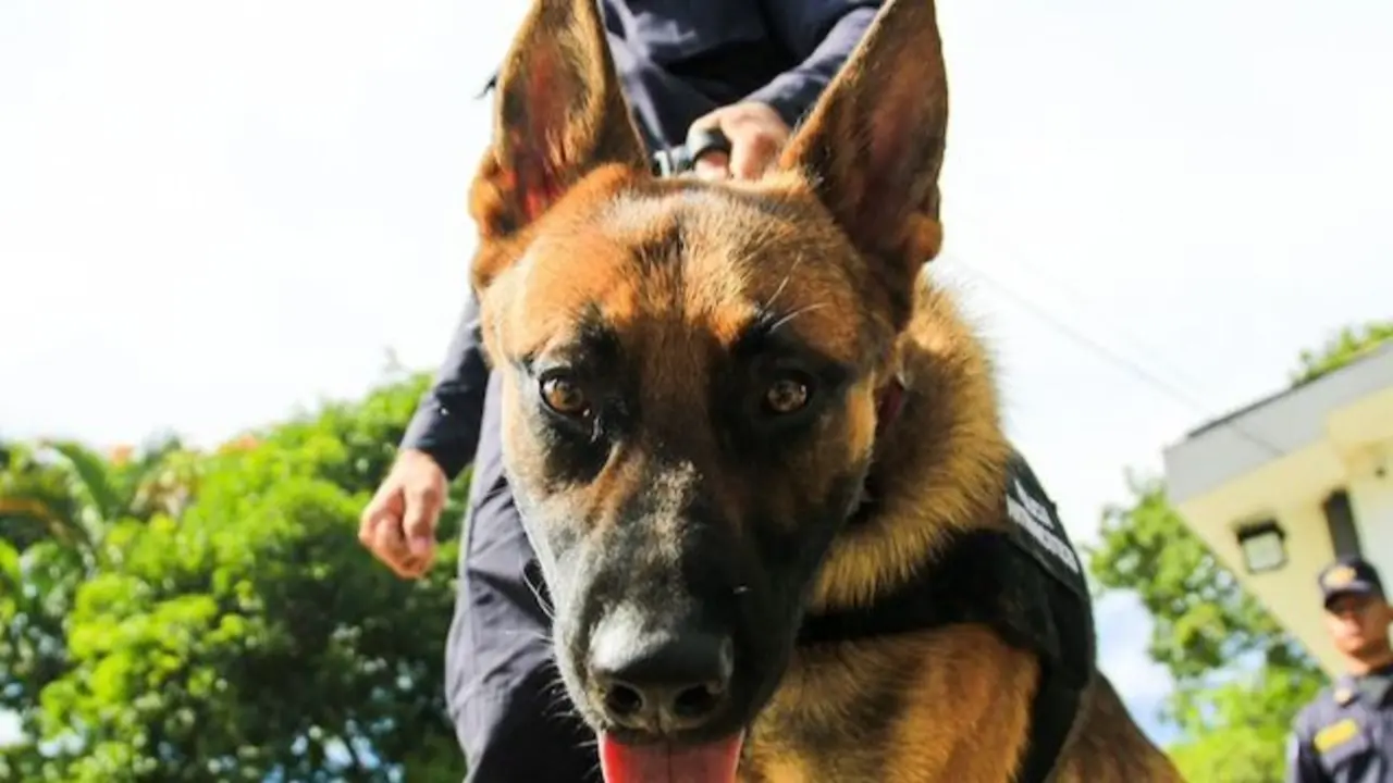 K-9 PNC