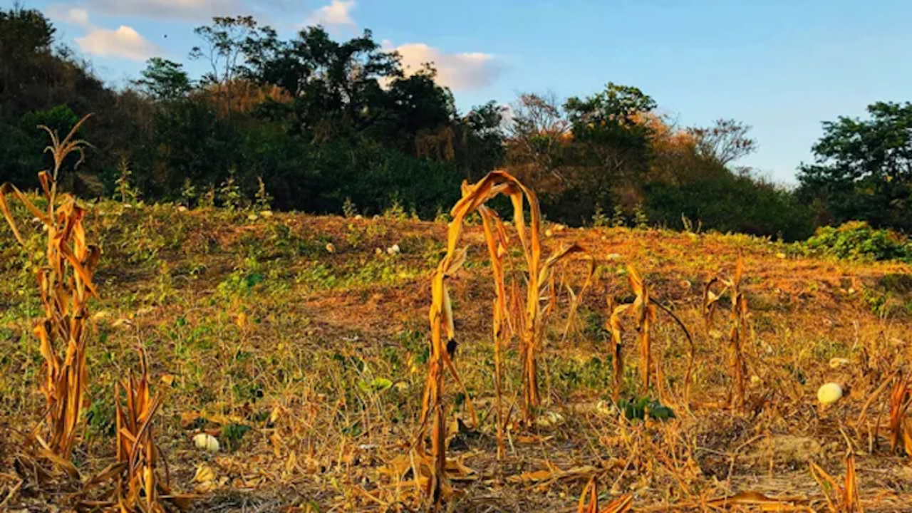 Sequía Honduras copia