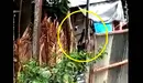 Gato maltratado en Santa Cruz Michapa 2