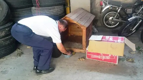 En su plato siempre hay concentrado servido, pero quienes más lo consienten prefieren ponerle trozos de carne y pollo para mejorar su dieta/ El Salvador Times