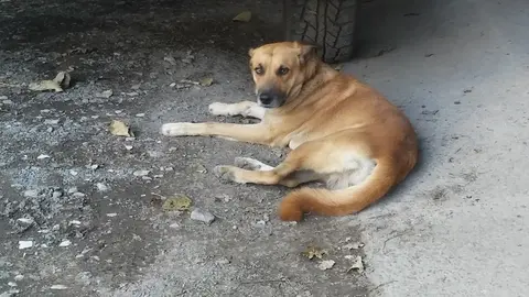 A Canelo lo encontraron atrás de un carro, y casi siempre pasa descansando en ese mismo lugar/ El salvador Times