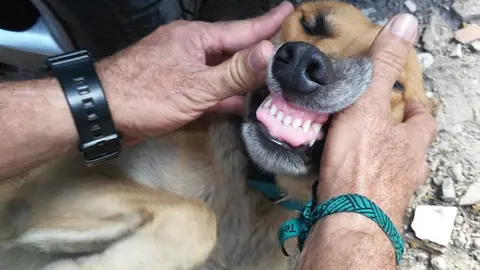 Es de los pocos perros que se dejan tocar en un 100%, como si es el perrito del hogar.  Los mismos empleados lo chequean para saber de su condición/ El Salvador Times.