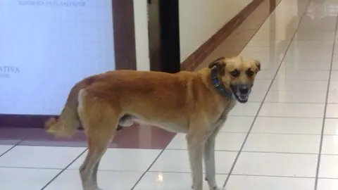 Para ingresar al edificio legislativo los vigilantes piden documentación y referencia de visita, incluso a periodistas, pero Canelo es inmune a estos registros/ Miguel Vaquerano.