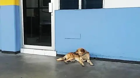 Es un perro limpio, nadie se queja de encontrar deshechos al interior de la Asamblea/ El Salvador Times.