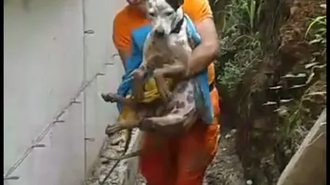 Un miembro del Cuerpo de Bomberos protege con una sábana a "Snoopy" tras su rescate.