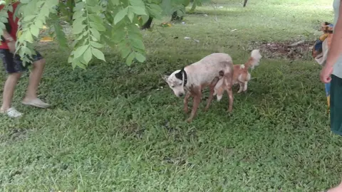 El perro se perdió el sábado por la noche y fue hasta la mañana del domingo que lo localizaron y rescataron.