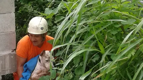 "Snoopy" quedó atrapado en una zanja ubicada detrás de una vivienda en la carretera del Litoral, en Zacatecoluca.