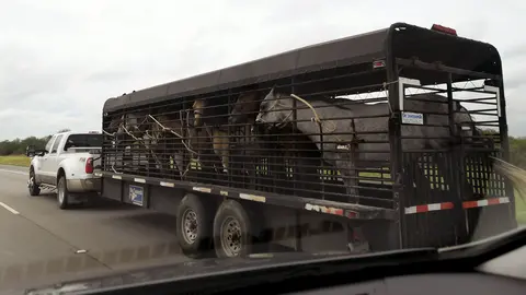 En San Antonio, Texas, varios animales fueron evacuados para evitar que el huracán los afecte.