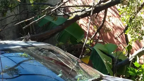 Árbol caído provoca daños materiales en una vivienda y el poste de energía, en 37 calle, entre 12 y 14 av. San Salvador. Colonia La Rábida