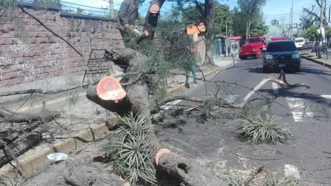 Paso cerrado en Alameda Manuel Enrique Araujo a un costado del CIFCO sentido a Santa Tecla por árbol caído.