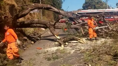 Cuerpo de Bomberos habilita el paso en carretera a Nahuizalco, Colonia San Genaro donde un árbol cayó sobre la vía.