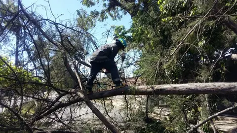Bomberos trabaja en desalojar árbol caído por fuertes vientos en Alameda Manuel Enrique Araujo, sentido hacia Santa Tecla. El paso se mantiene cerrado.
