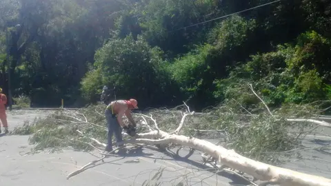 Árbol caído hacia Aeropuerto Monseñor Romero.