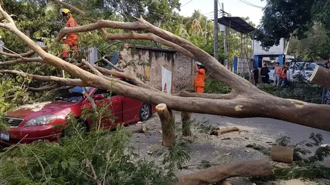 Personal de Bomberos en San Miguel trabajan en desalojar árbol caído en la 10a Avenida Sur, de la Colonia Belén.