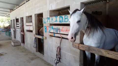 En el municipio de San Isidro Labrador, se encontraron caballos.