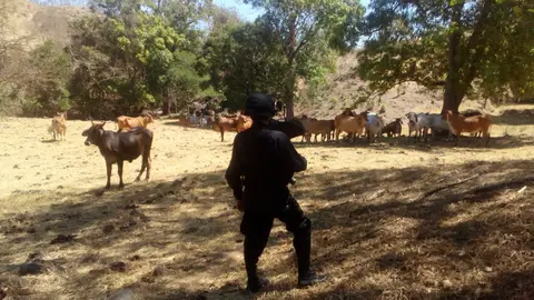 Varias cabezas de ganado pasarán a control del Estado.