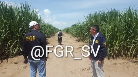Entre lo incautado están cerca de 20 manzanas cultivadas de caña de azúcar, ubicadas en el departamento de La Libertad.