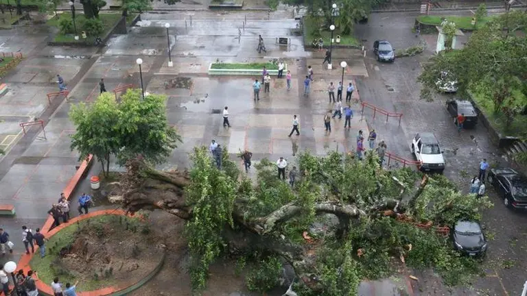 Arbol de amate caído