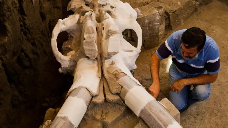 <p>El arqueólogo mexicano, Luis Córdoba, trabaja en el esqueleto de mamut hallado en diciembre de 2015 en Tultepec, el 24 de junio de 2016</p>