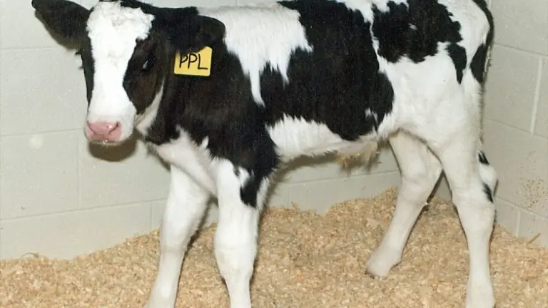 <p>Un ternero clonado por el mismo equipo que clonó a la oveja Dolly, fotografiado el 24 de febrero de 1998 en Blacksburg (Reino Unido)</p>