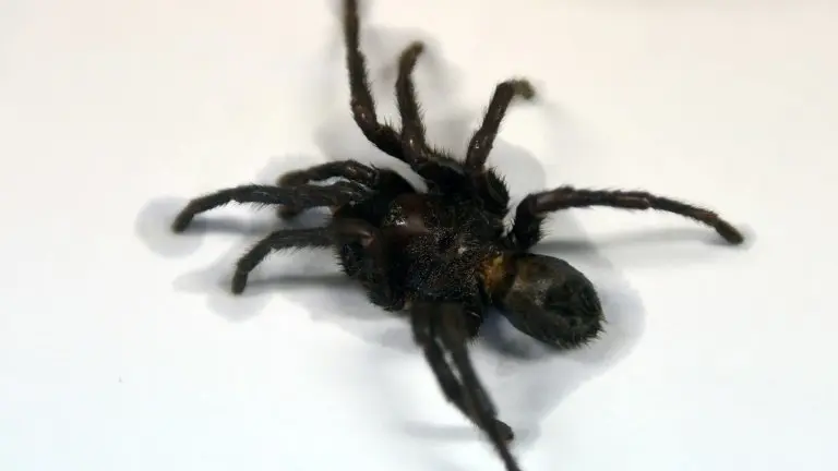 <p>Una tarántula Kankuamus Marquezi en la Facultad de Ciencias de Montevideo, el 7 de julio de 2016</p>