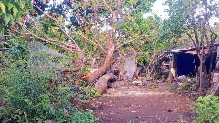 CAE ÁRBOL SOBRE CASA